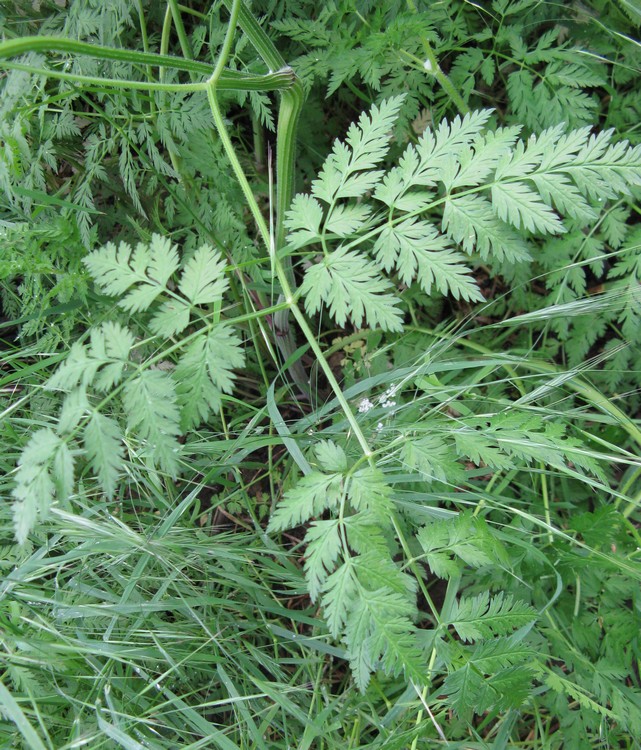 Anthriscus sylvestris / Cerfoglio selvatico